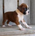 camada boxer